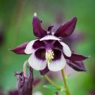 40 Columbine William Guinness Seeds Easy to Grow