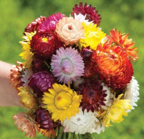 100 Strawflower Sultane Mix Seeds Easy to Grow