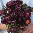 100 Strawflower Purple Red Seeds Easy to Grow