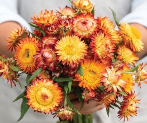 100 Strawflower King Orange Seeds Easy to Grow