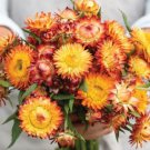 100 Strawflower King Orange Seeds Easy to Grow