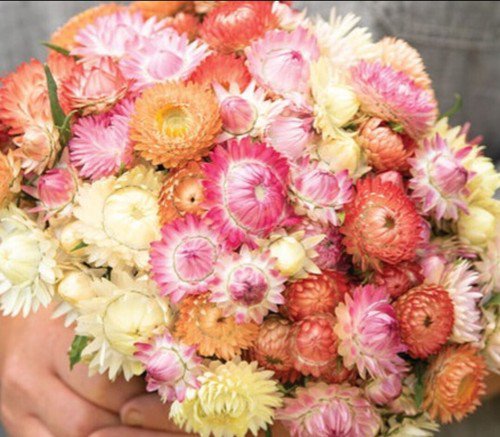 100 Strawflower Seashells Mix Seeds Easy to Grow