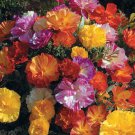 50 California Poppy Jelly Beans Mix Seeds Easy to Grow