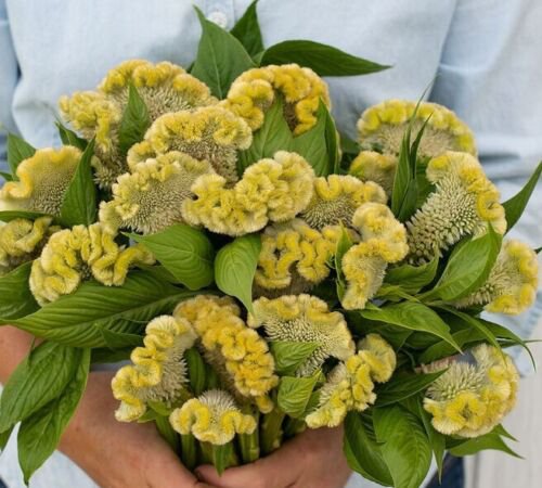 30 Celosia Cramers' Lemon Lime Seeds Easy to Grow