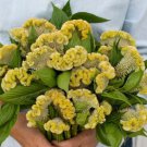 30 Celosia Cramers' Lemon Lime Seeds Easy to Grow