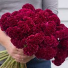 30 Celosia Cramers' Burgundy Seeds Easy to Grow