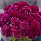 30 Celosia Cramers' Rose Seeds Easy to Grow