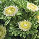 25 Aster Hulk Seeds Easy to Grow