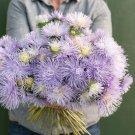 25 Aster Hazaster Hagan Light Blue Seeds Easy to Grow