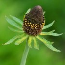 25 Rudbeckia Green Wizard Seeds Easy to Grow