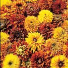 25 Rudbeckia Cherokee Sunset Seeds Easy to Grow