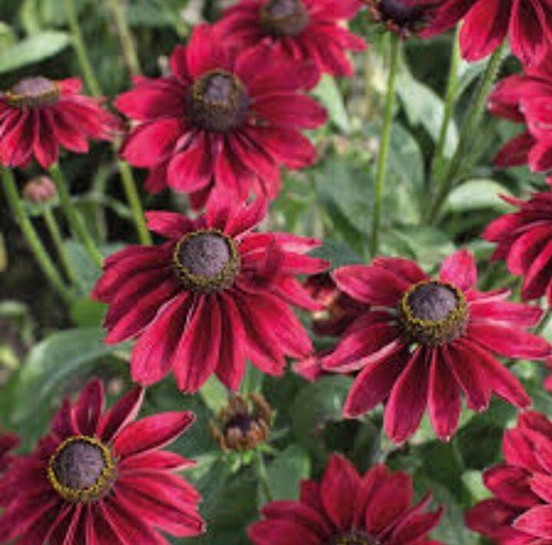 30 Rudbeckia Cherry Brandy Seeds Easy to Grow