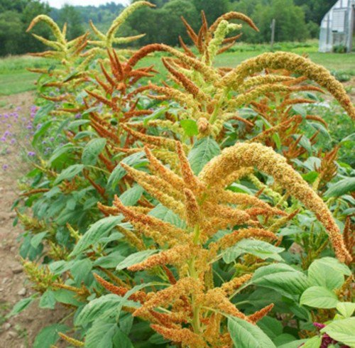 100 Amaranth Autumn'S Touch Seeds Easy to Grow