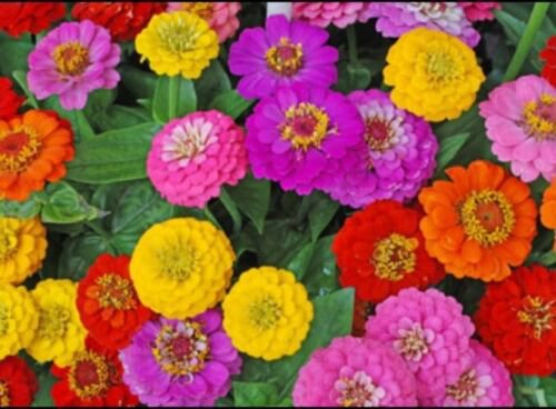 50 Zinnia Button Box Mix Seeds Easy to Grow