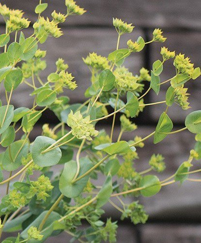 40 Bupleurum Green Gold Seeds Easy to Grow