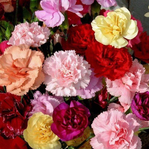 100 Carnation Chabaud Mix Seeds Easy to Grow