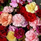 100 Carnation Chabaud Mix Seeds Easy to Grow