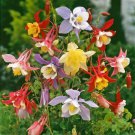 50 Columbine Mckana'S Giants Mix Seeds Easy to Grow