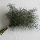 75 Bronze Leaf Fennel Seeds Easy to Grow
