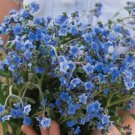 75 Firmament Forget Me Not Seeds Easy to Grow