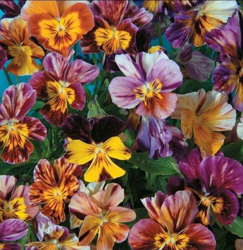 50 Viola Brush Strokes Seeds Easy to Grow