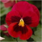 50 Viola Arkwright Ruby Seeds Easy to Grow