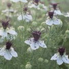 50 Nigella African Bride Seeds Easy to Grow