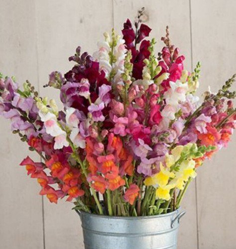 30 Snapdragon Potomac Custom Mix Seeds Easy to Grow