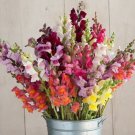 30 Snapdragon Potomac Custom Mix Seeds Easy to Grow
