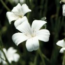 40 Agrostemma Ocean Pearls Seeds Easy to Grow