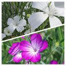40 Agrostemma Mix Seeds Easy to Grow