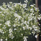40 Saponaria White Beauty Seeds Easy to Grow