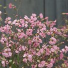 40 Saponaria Pink Beauty Seeds Easy to Grow