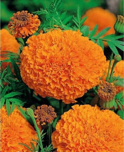75 Giant Crackerjack Hawaii Marigold Seeds Easy to Grow