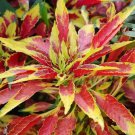 50 Amaranthus Splendens Perfecta Seeds Easy to Grow
