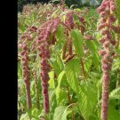 100 Amaranth Mira Seeds Easy to Grow