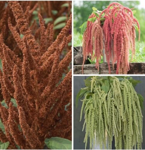 Amaranth Variety Hot Biscuits Coral Fountain Emerald Tassels Easy to Grow