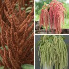 Amaranth Variety Hot Biscuits Coral Fountain Emerald Tassels Easy to Grow