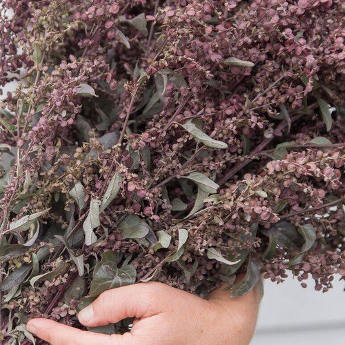 40 Orach Atriplex Copper Plume Seeds Easy to Grow
