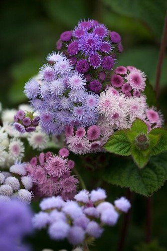 40 Ageratum Timeless Mix Seeds Easy to Grow
