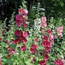 40 Hollyhock Indian Spring Mix Seeds Easy to Grow 40 Hollyhock Indian Spring Mix Seeds Easy to Grow