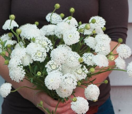 50 Didiscus Lacy White Seeds Easy to Grow