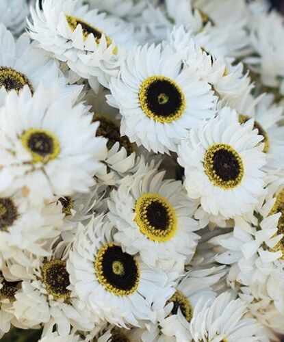 40 Helipterum Pierrot White Paper Daisy Seeds Easy to Grow