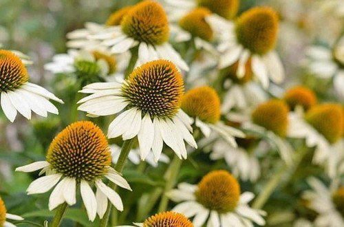 35 Echinacea White Swan Seeds Easy to Grow