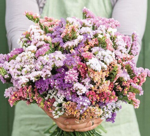 40 Statice Pastel Mix Seeds Easy to Grow