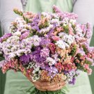 40 Statice Pastel Mix Seeds Easy to Grow