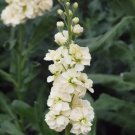 35 Yellow Stock Seeds Easy to Grow