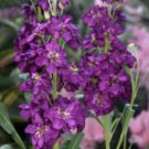35 Purple Stock Seeds Easy to Grow