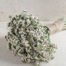 40 Statice Seeker White Seeds Easy to Grow