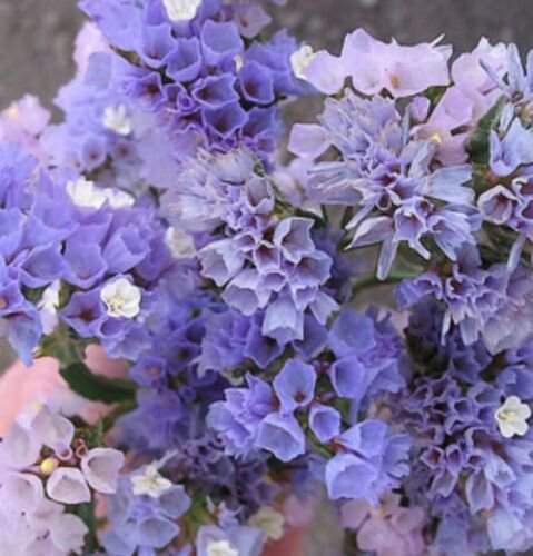 40 Statice Seeker Pastel Blue Seeds Easy to Grow